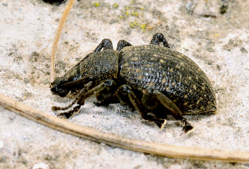 Curculionidae: Otiorhynchus cfr. armadillo